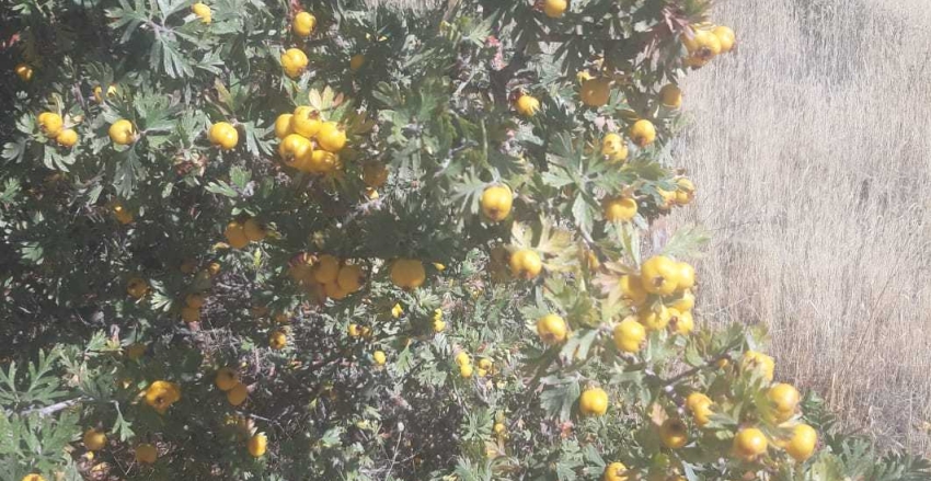 KİSTİK GÜNALTI MAHALLESİ YARDIMLAŞMA VE DAYANIŞMA DERNEĞİ