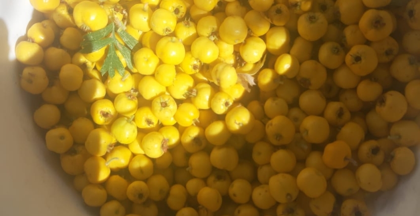 KİSTİK GÜNALTI MAHALLESİ YARDIMLAŞMA VE DAYANIŞMA DERNEĞİ